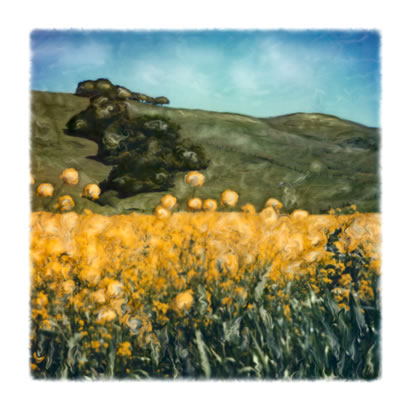 "Nicasio's Splendor"